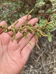 Chenopodium oahuense