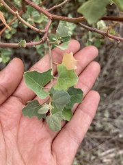 Chenopodium oahuense