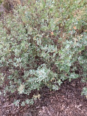 Chenopodium oahuense