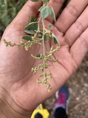 Chenopodium oahuense