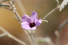 Hibiscus brachychlaenus