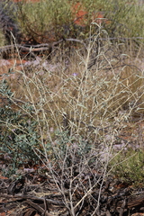 Hibiscus brachychlaenus