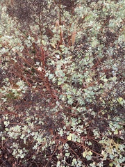 Chenopodium oahuense