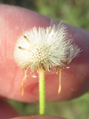 Erigeron flagellaris