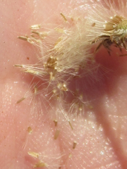 Erigeron flagellaris