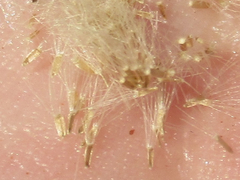 Erigeron flagellaris