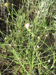 Erigeron flagellaris