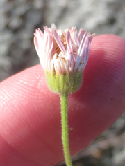 Erigeron flagellaris