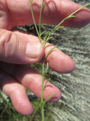 Erigeron flagellaris