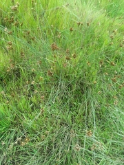 Juncus occidentalis
