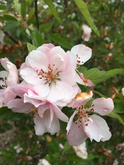 Malus spectabilis