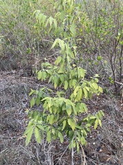 Diospyros sandwicensis