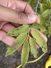 Diospyros sandwicensis