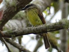 Golden-Bellied Flycatcher photo 5