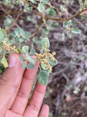 Chenopodium oahuense