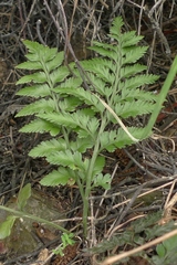 Asplenium appendiculatum maritimum