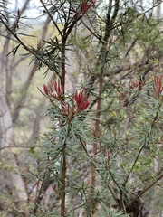 Gompholobium grandiflorum