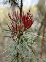 Gompholobium grandiflorum