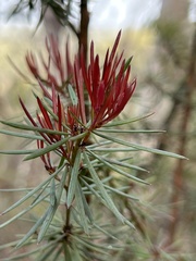 Gompholobium grandiflorum