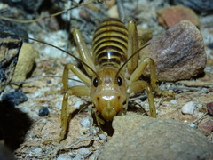 Maxentius