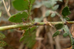 Polystichum oculatum