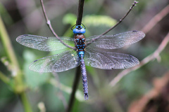 Rhionaeschna jalapensis
