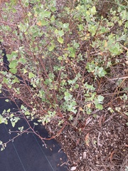 Chenopodium oahuense