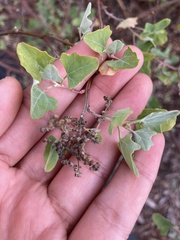 Chenopodium oahuense