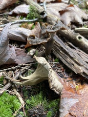 Craterellus caeruleofuscus