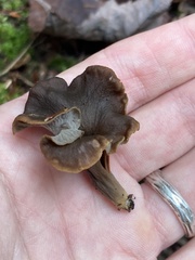 Craterellus caeruleofuscus