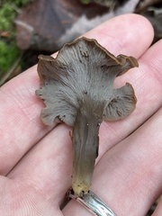 Craterellus caeruleofuscus