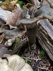 Craterellus caeruleofuscus