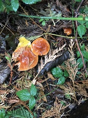 Lactarius subflammeus
