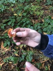 Lactarius subflammeus