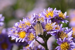 Cisseps fulvicollis
