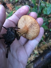 Lactarius subflammeus
