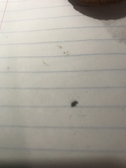 Lactarius subflammeus