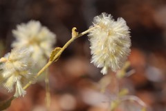 Ptilotus auriculifolius