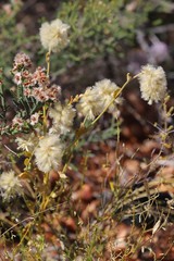 Ptilotus auriculifolius