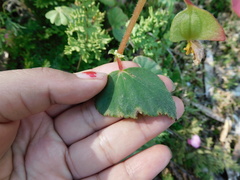 Begonia bulbillifera