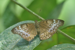Bassarona teuta