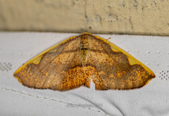 Nothomiza costalis