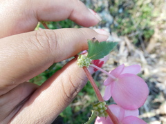 Begonia bulbillifera