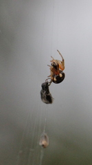 Araneus ejusmodi