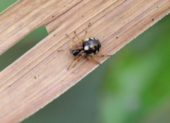 Araneus ejusmodi