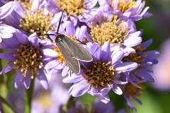 Cisseps fulvicollis