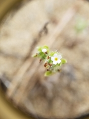 Cryptantha leiocarpa
