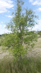 Eugenia uruguayensis