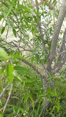 Eugenia uruguayensis