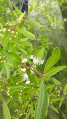 Eugenia uruguayensis
